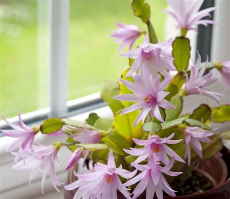 Osterkaktus Robust Und Pflegeleicht GartenFlora