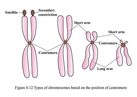 Chromosomes Aglasem Schools