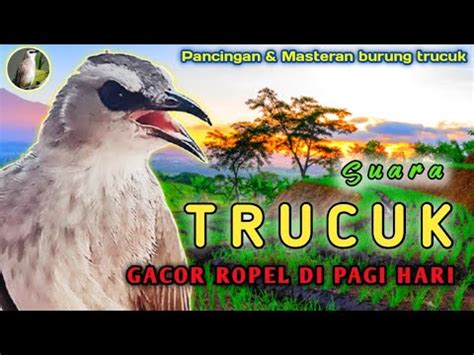 Suara Trucukan GACOR Di Pagi Hari AMPUH Untuk Pancingan Dan Masteran