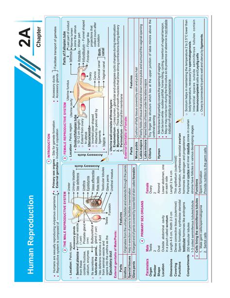 Solution Human Reproduction Part Mindmap Studypool