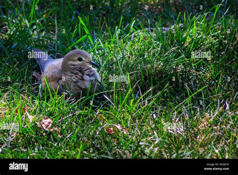 Mourning Dove On Lawn With Feathers Ruffled Keeping His Eye On You