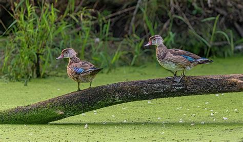 Wood Ducks In Summer Photograph By Morris Finkelstein Pixels