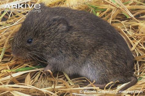 Meadow vole - Alchetron, The Free Social Encyclopedia