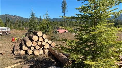 Off Grid Log Cabin Build Day 4 Harvested More Now More Milling