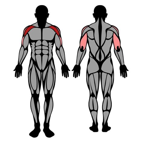 Seated Dumbbell Shoulder Press: Muscles Worked & Technique – StrengthLog