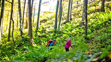 F R Jeden Etwas Dabei Steiermark Entspannen Mit Der Kraft Des Waldes