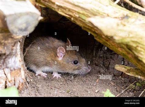Brown Rat Rattus Norvegicus In Woodpile Stock Photo Alamy