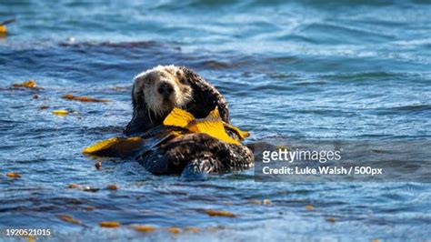 Otter Bay Photos And Premium High Res Pictures Getty Images