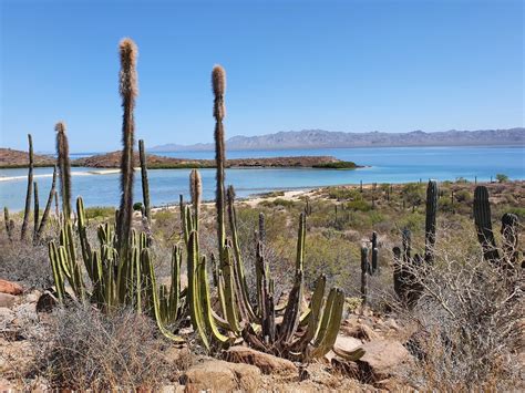 Senita Cactus In April 2022 By Carl Howard Morton INaturalist