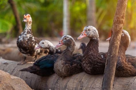 Premium Photo Photo Funny Quacking Ducks On Farm