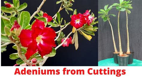 Adeniums How To Grow From Cuttings Right Time Youtube