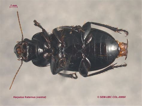Harpalus