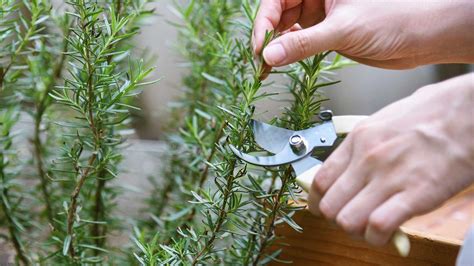 When To Prune Rosemary Plus How To Do It Correctly Woman Home