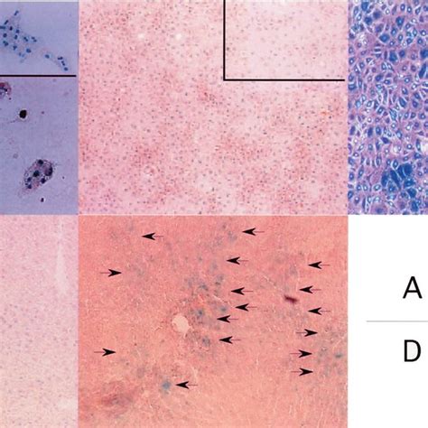 Histological Examination Of Amniotic Cells A Primary Cultured Rat