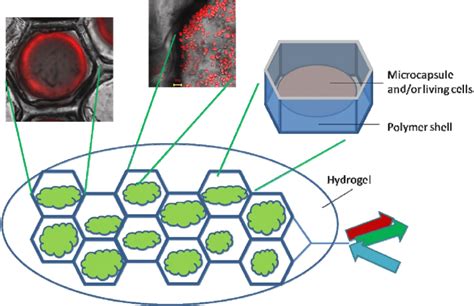 Schematic Representation Of The Live Cell Biosensor Based On Recording