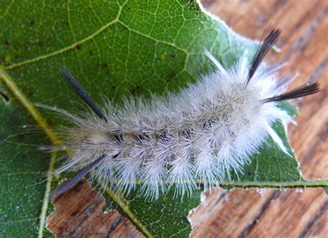 Banded Tussock Moth: Identification, Life Cycle, Facts & Pictures