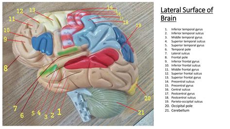 SOLUTION: Neuroanatomy models - Studypool