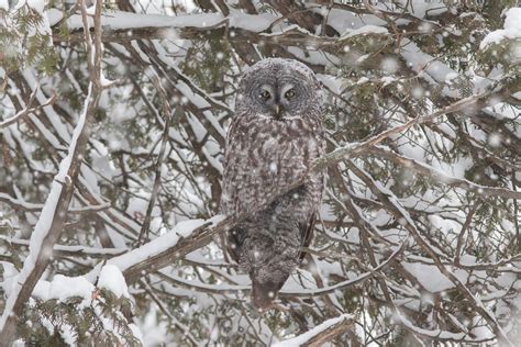 Chouette Lapone Strix Nebulosa Great Grey Owl Quoi De Flickr