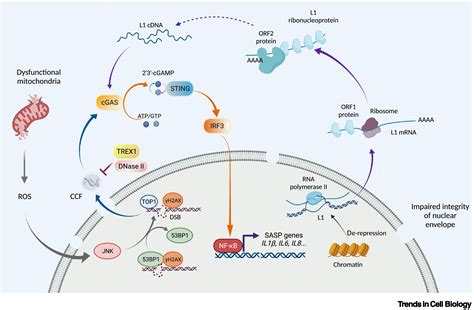 Chromatin Basis Of The Senescence Associated Secretory Phenotype