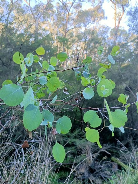 Silver Dollar Gum From Warrandyte Vic Australia On May