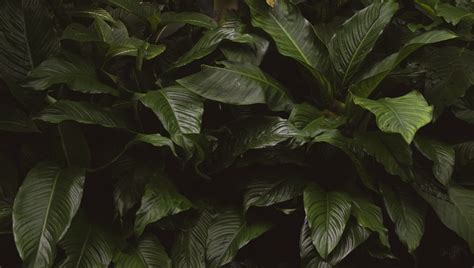 Dark Jungle Leaves Tropical Photo Background Patternpictures