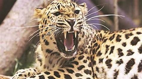 Leopard Barges Into House In North Delhis Wazirabad Injures 5 India