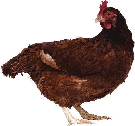 Roblox Chicken Png