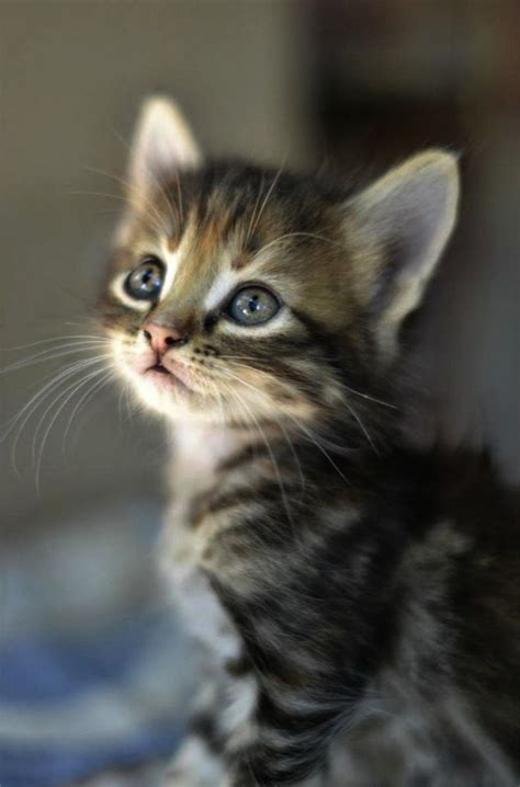 Cat Breeds Cats For Adoption Near Me Pets Lovers