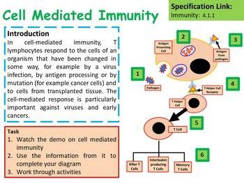 Ap Biology Cell Mediated Immunity Lesson Activities