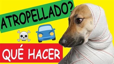 Como Curar A Un Perro Atropellado De La Pata Primeros Auxilios Youtube