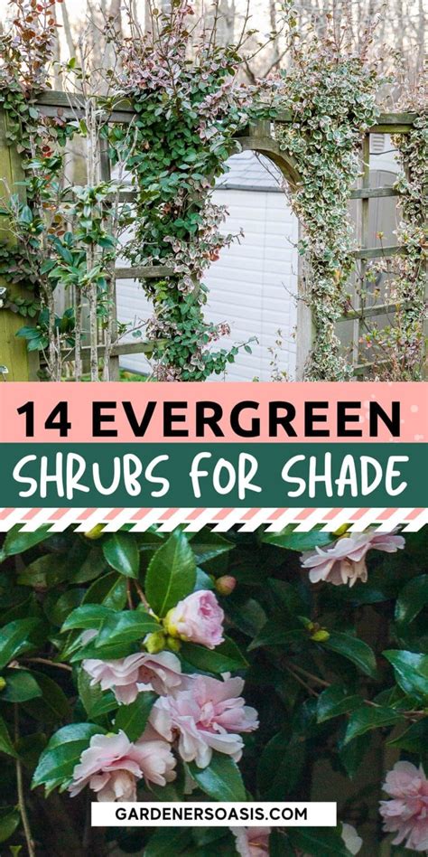 Colorful Evergreen Shrubs for Shade - A Gardener's Guide