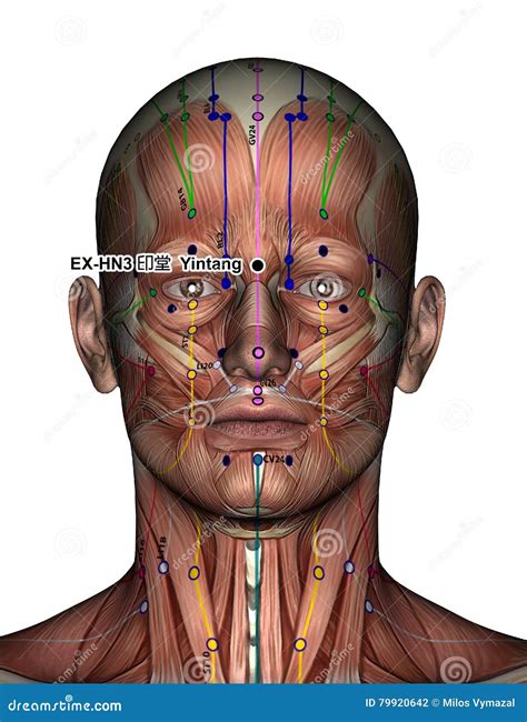 Acupuncture Point Ex Hn3 Yintang Stock Illustration Illustration Of