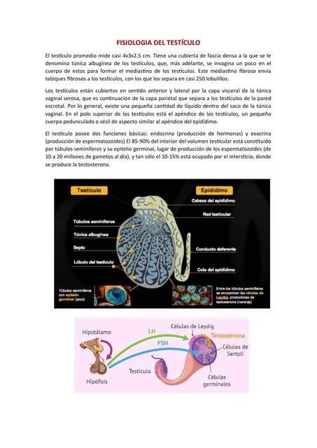 Fisiolog A Del Test Culo Yudoc Org Udocz