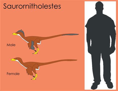 Saurornitholestes Size Comparison