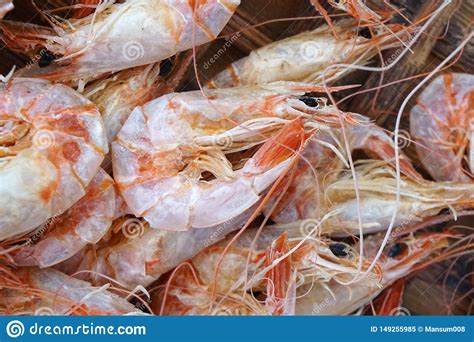 Small Dried Shrimp For Cooking Stock Image Image Of Close Seafood