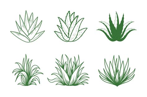 Aloe Vector