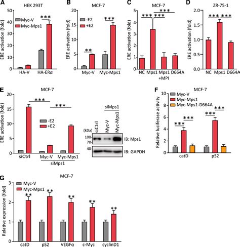 Mps1 Stimulates The Transactivational Activity Of Erα A And B