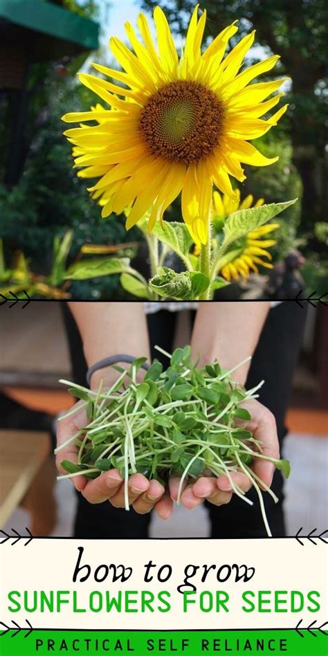 How To Grow Sunflowers For Seeds Growing Sunflowers Seeds Small