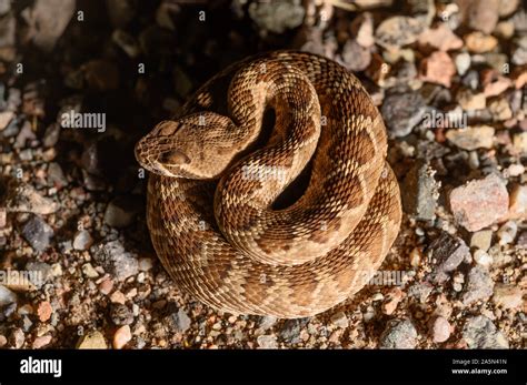 Neonate Mojave Rattlesnake Crotalus Scutulatus Scutulatus Cochise