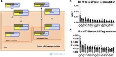 Frontiers Comparative Proteomic Analysis Of Human Milk Fat Globules