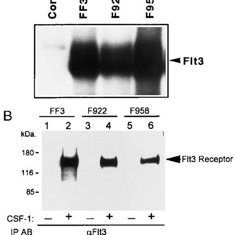 In Vitro Kinase Activity Of Wild Type And Mutant Ff Receptors A