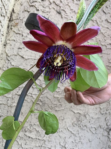 My Beautiful Passion Flower Gardening Tools Names Gardening Tips