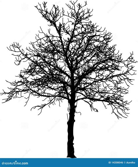 Naked Tree Royalty Free Stock Image Image