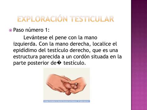 La Autoexploracion Testicular Ppt Descarga Gratuita