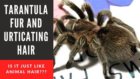 Urticating Hair Tarantula Heaven