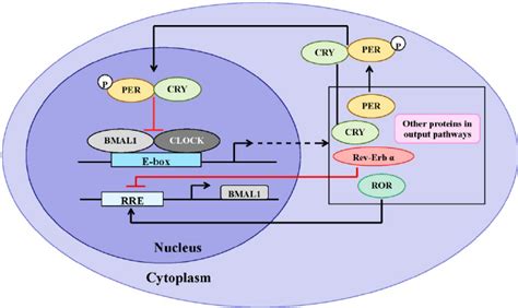 Transcriptional Translational Feedback Loops TTFL Model Of The