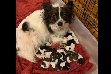 Farm Of Minis Papillon Puppies For Sale Born On 10312020