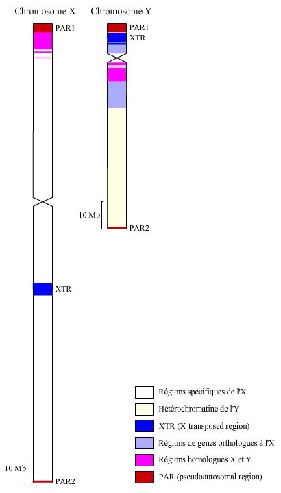 L inactivation du chromosome X chez les femelles de Mammifères Planet Vie