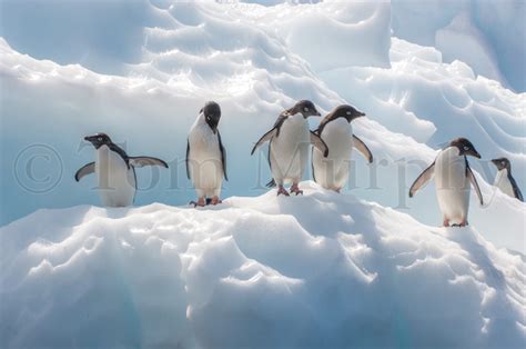 Adelie Penguin Group Tom Murphy Photography