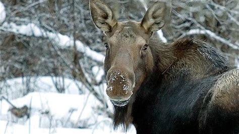 Give To The Moose Sex Project For Christmas Urges Group RCI English